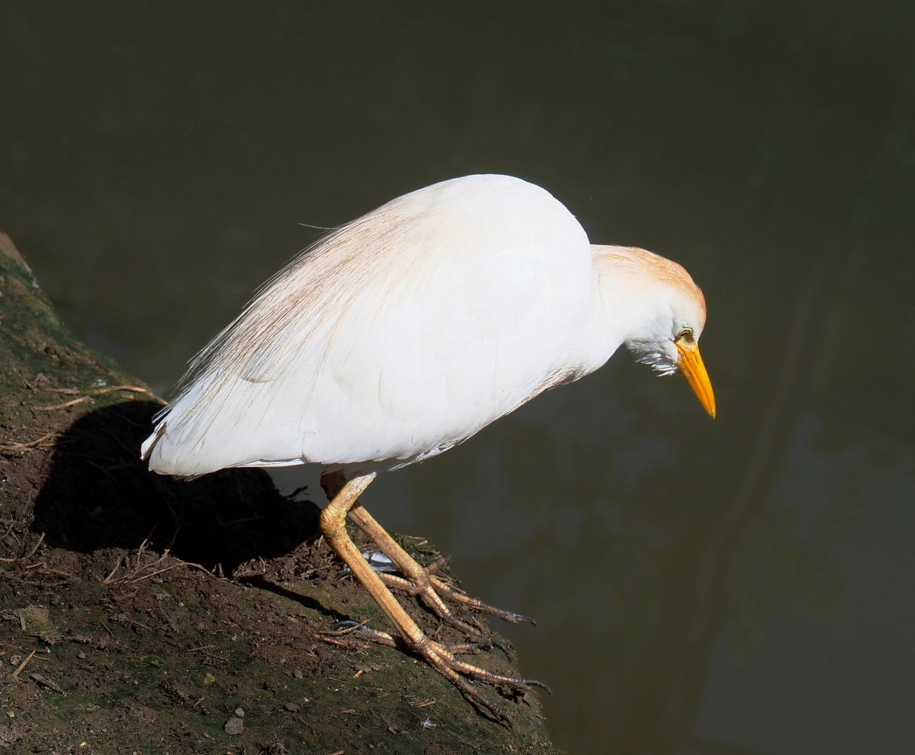 Western cattle egret (Bubulcus ibis), 2022-06-28