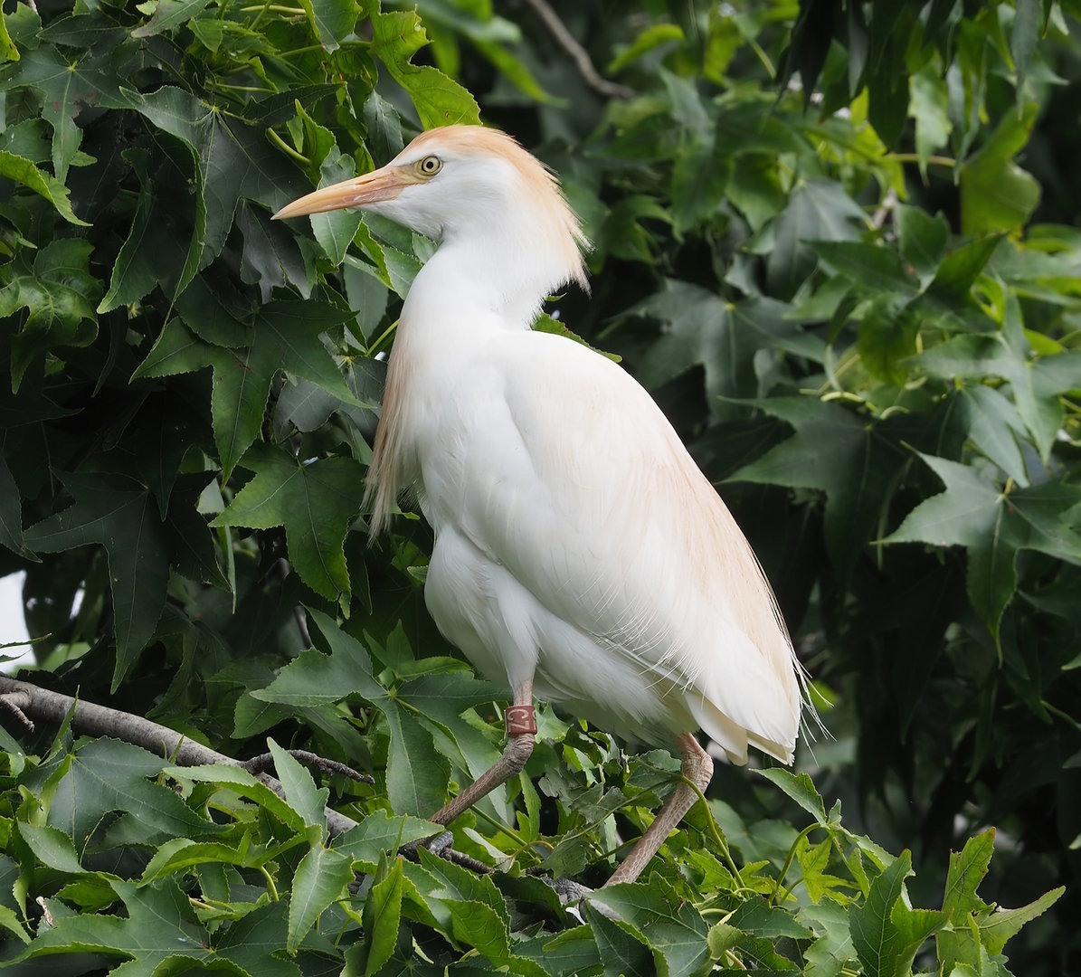 Western cattle egret (Bubulcus ibis), 2022-07-10