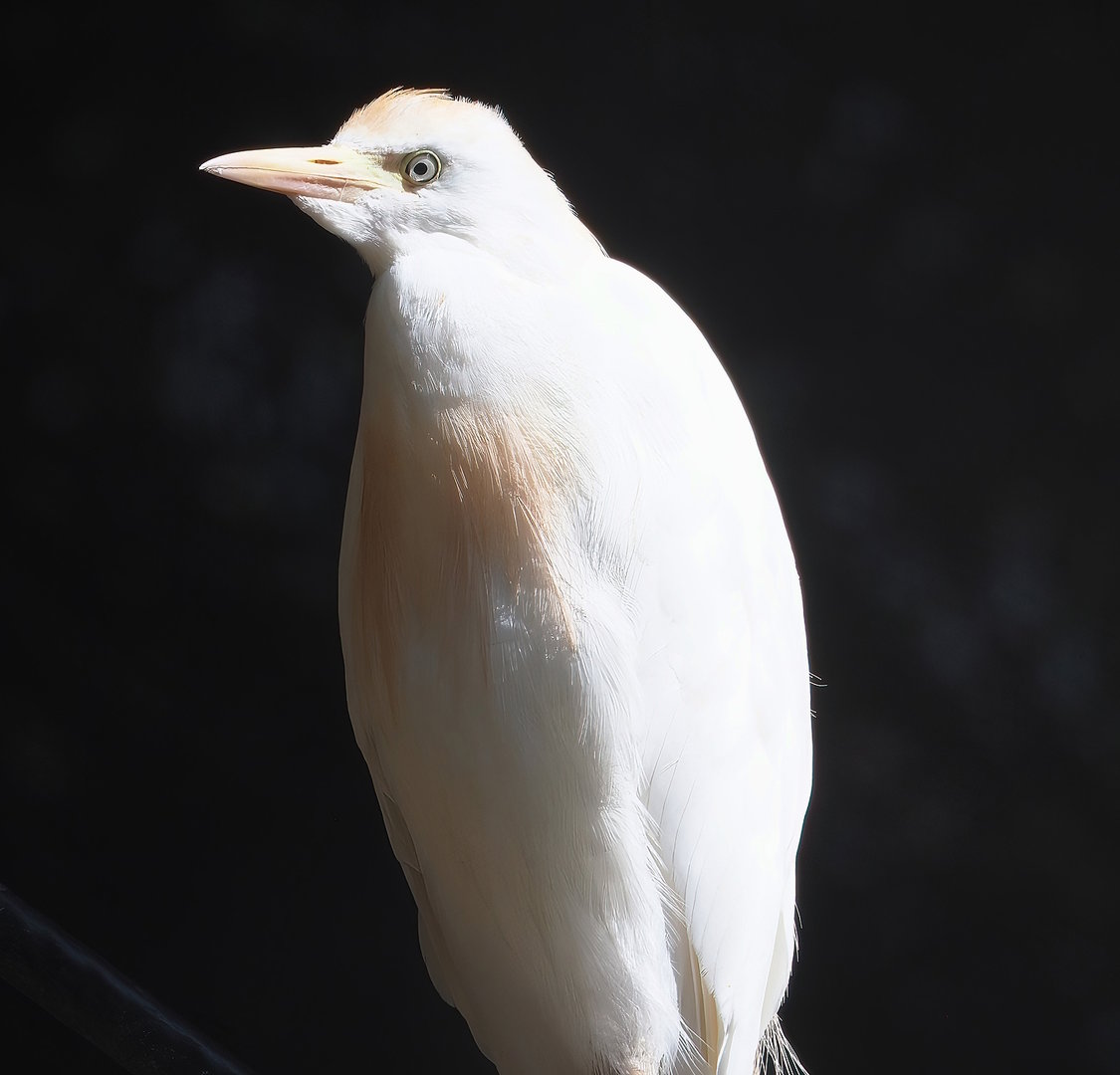 Western cattle egret (Bubulcus ibis), 2022-08-28
