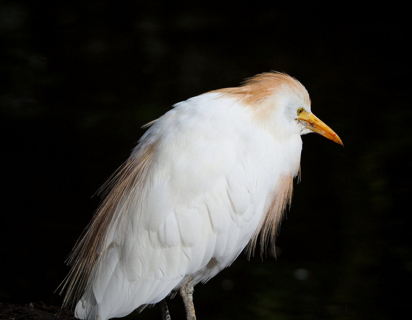 Western cattle egret (Bubulcus ibis), 2022-09-15