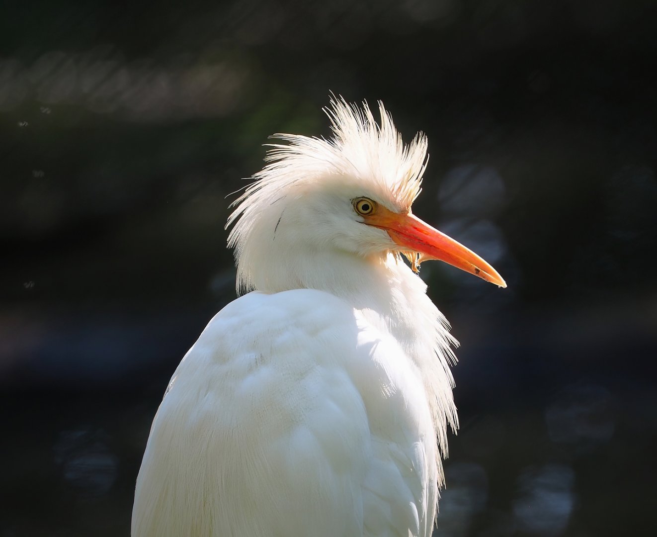 Western cattle egret (Bubulcus ibis), 2023-04-30
