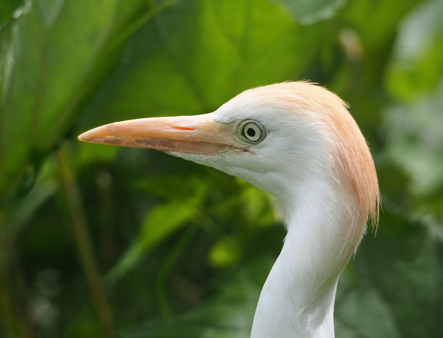 Western cattle egret (Bubulcus ibis), 2023-07-18