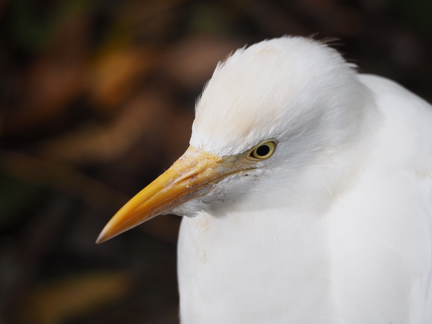 Western cattle egret (Bubulcus ibis), 2023-10-13