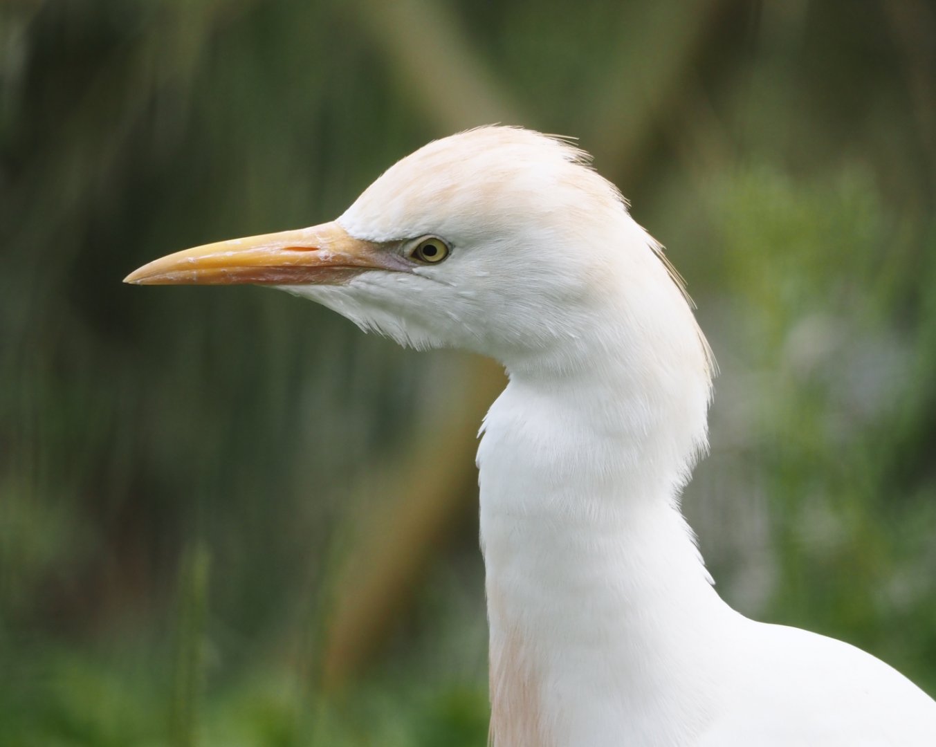 Western cattle egret (Bubulcus ibis), 2024-08-21