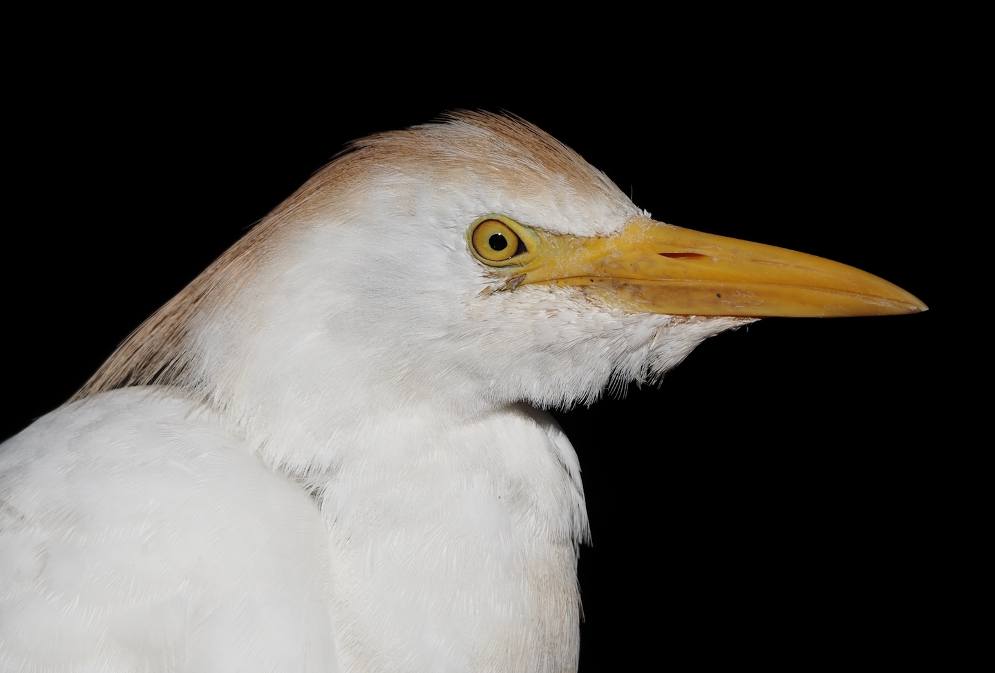 Western cattle egret (Bubulcus ibis), 2024-09-17