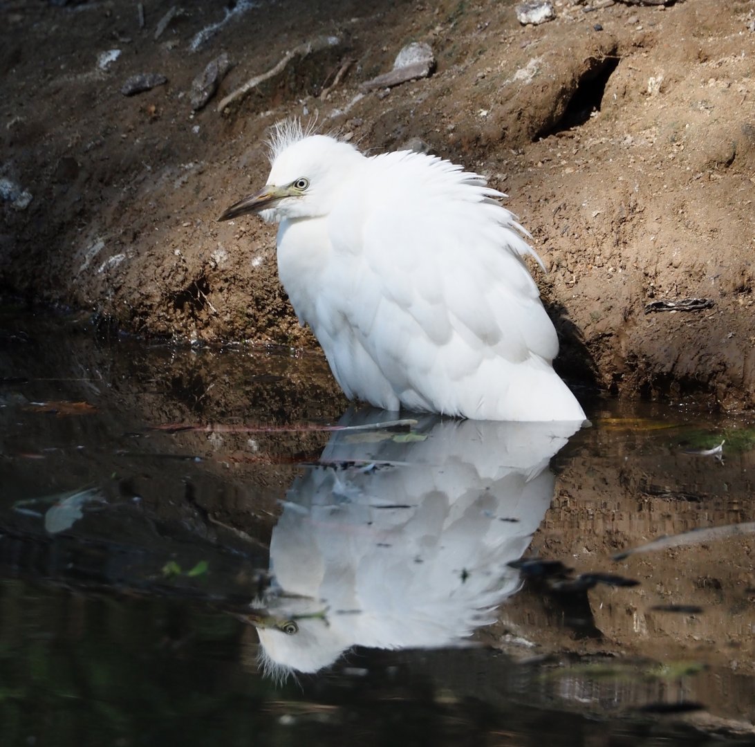 Western cattle egret (Bubulcus ibis), 2024-09-17
