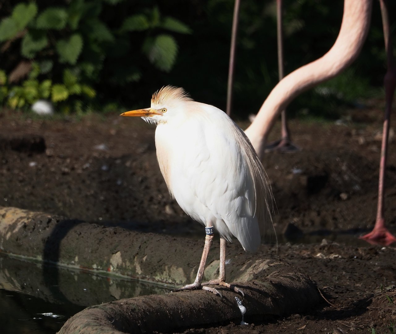 Western cattle egret (Bubulcus ibis), 2025-04-12
