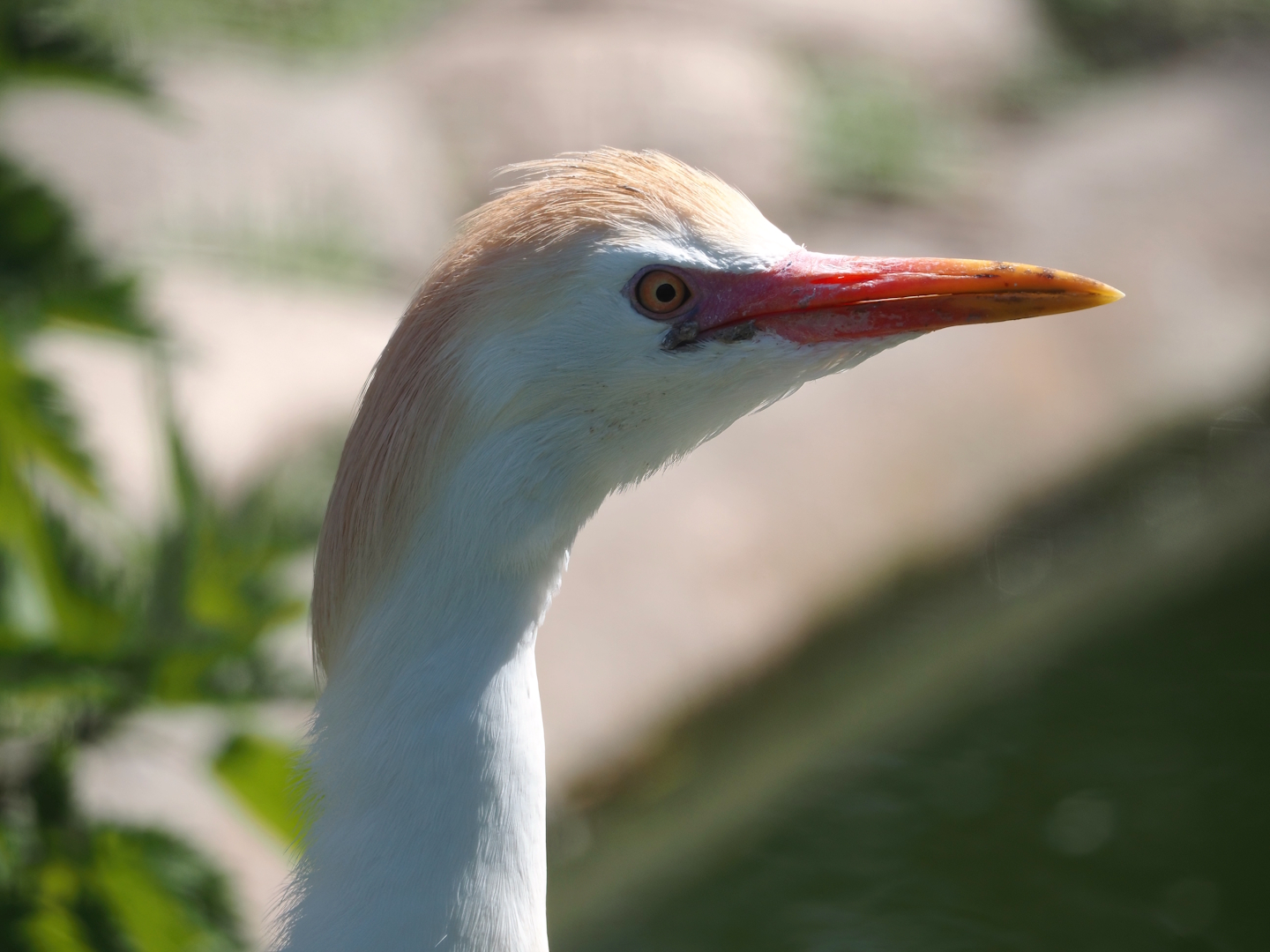 Western cattle egret (Bubulcus ibis), 2025-04-12