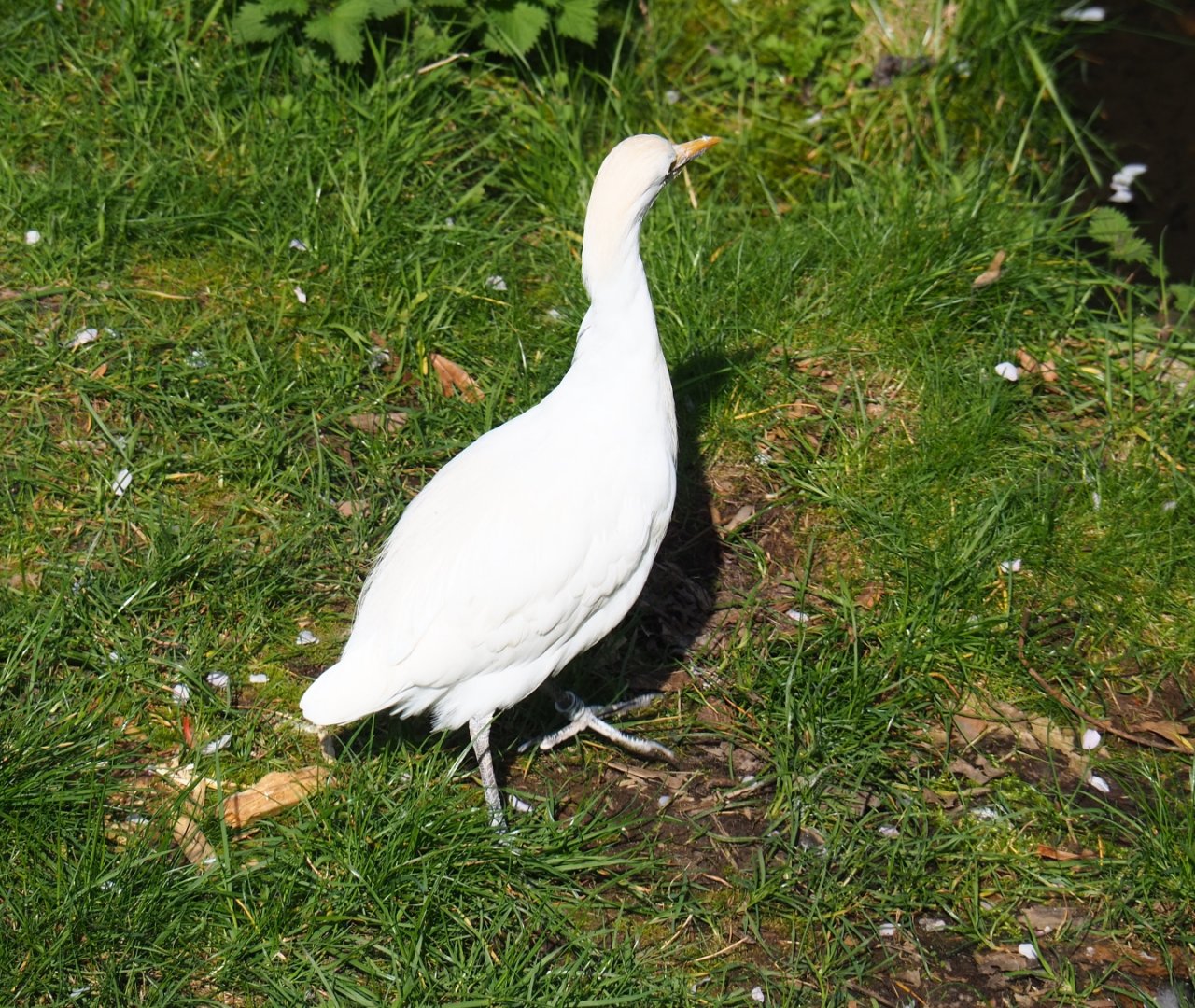Western cattle egret (Bubulcus ibis ibis), 2019-03-30