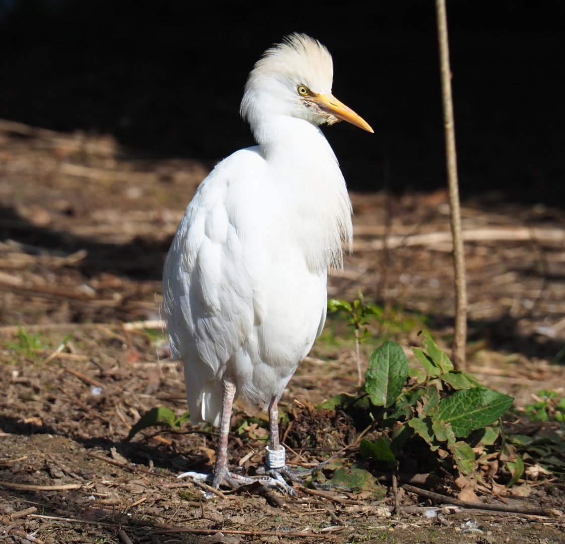 Western cattle egret (Bubulcus ibis ibis), 2019-03-30
