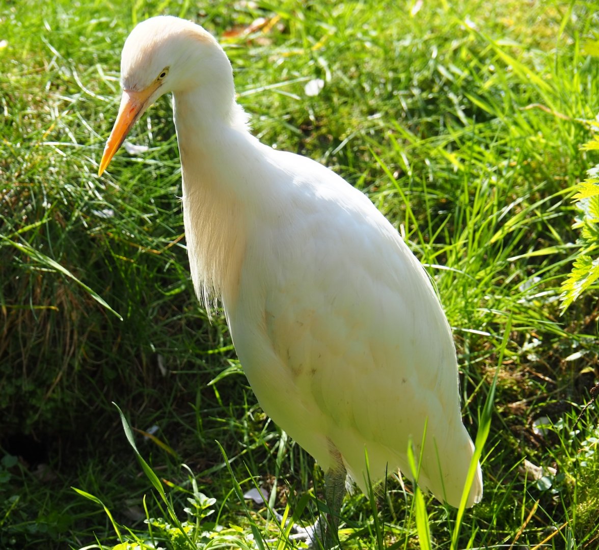 Western cattle egret (Bubulcus ibis ibis), 2019-03-30