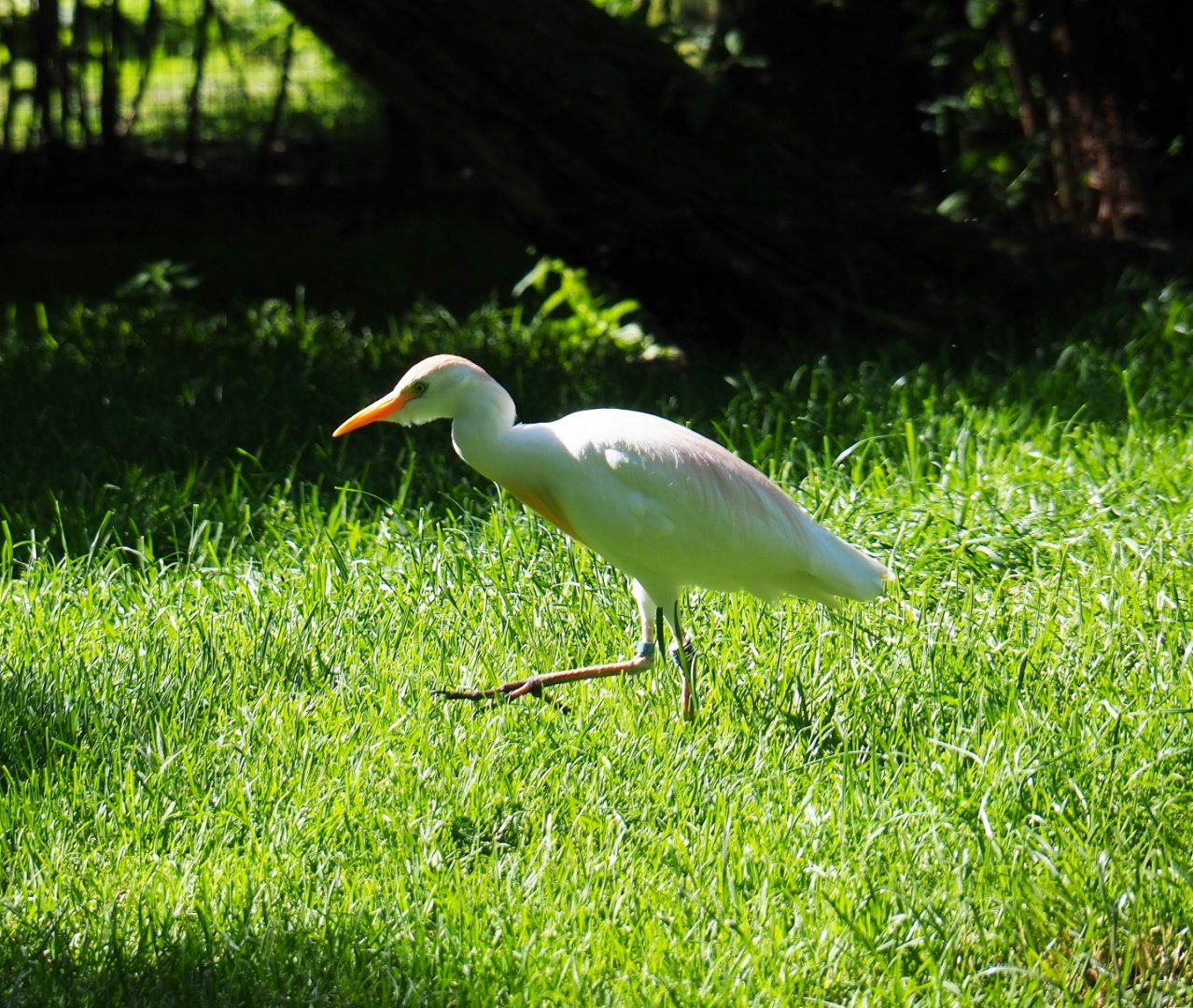 Western cattle egret (Bubulcus ibis ibis), 2019-05-31