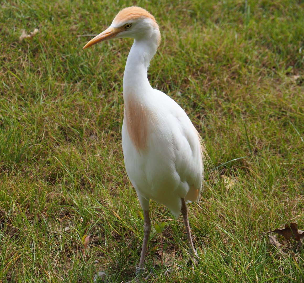 Western cattle egret (Bubulcus ibis ibis), 2019-07-21