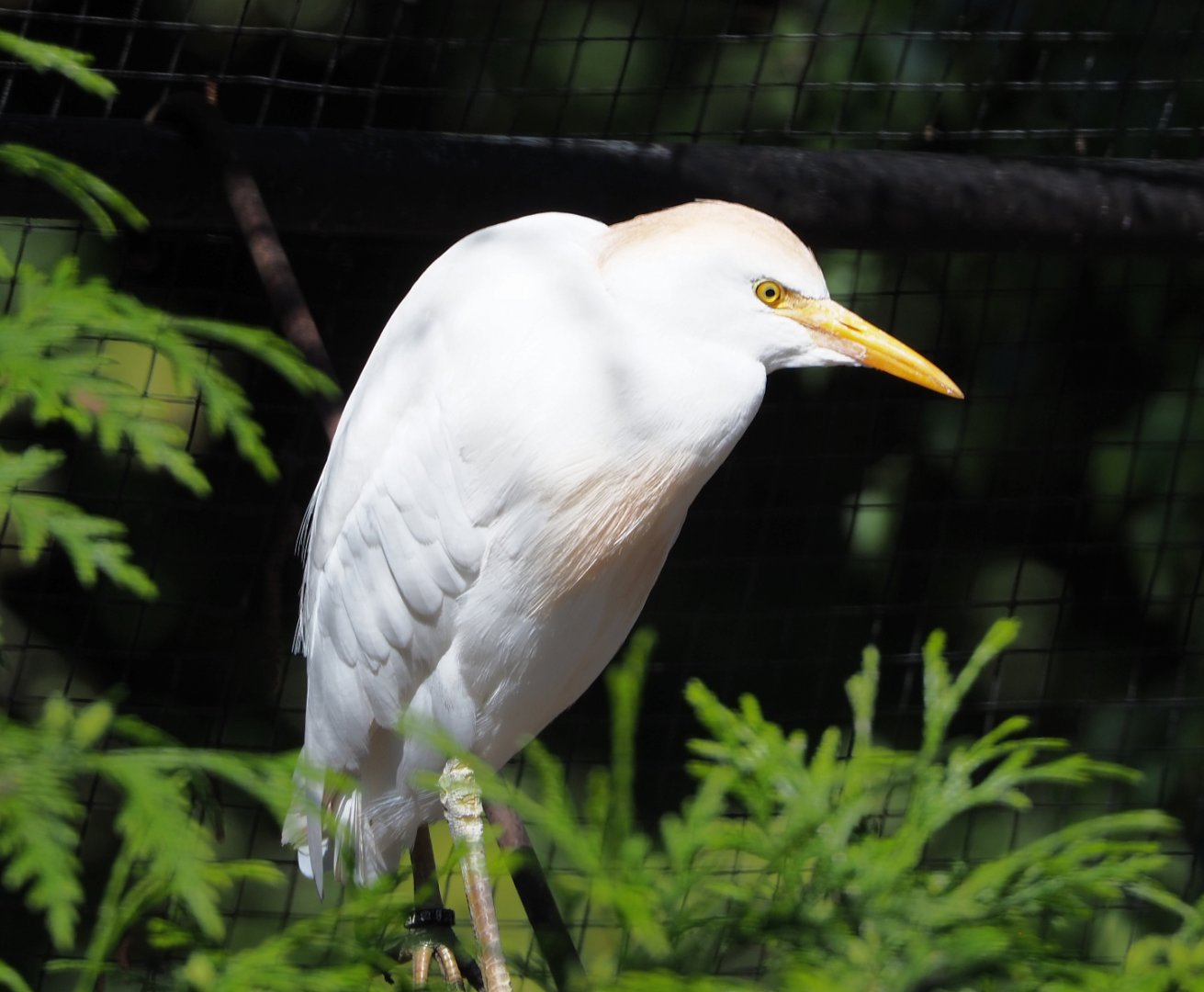 Western cattle egret (Bubulcus ibis ibis), 2020-06-20