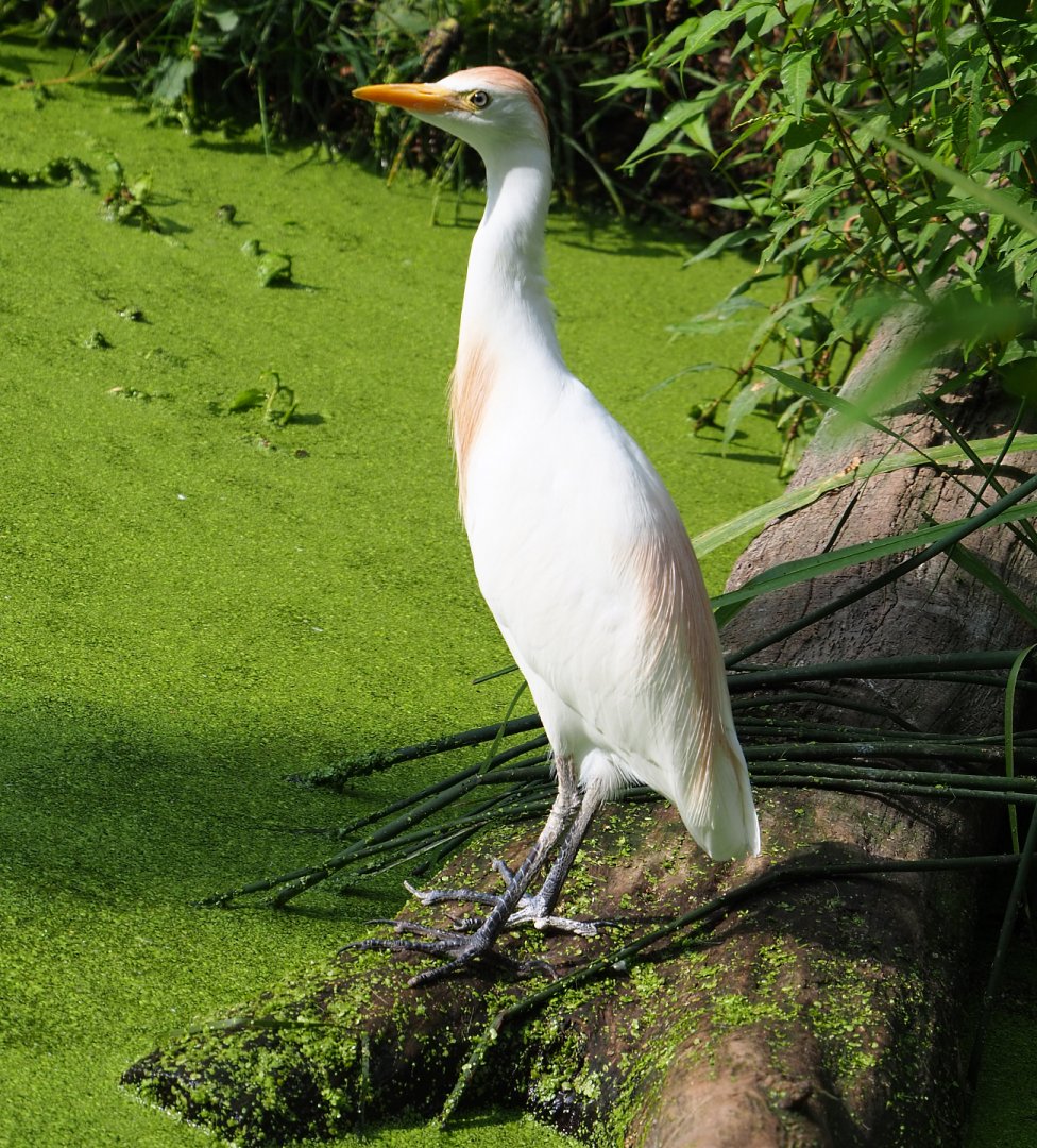 Western cattle egret (Bubulcus ibis ibis), 2020-08-15