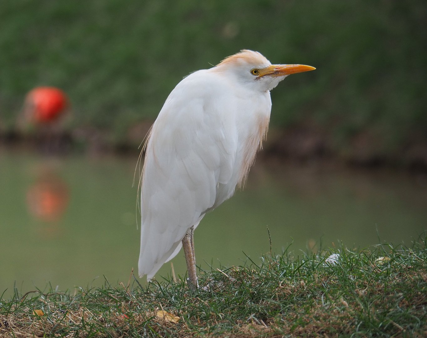 Western cattle egret (Bubulcus ibis ibis), 2020-09-03