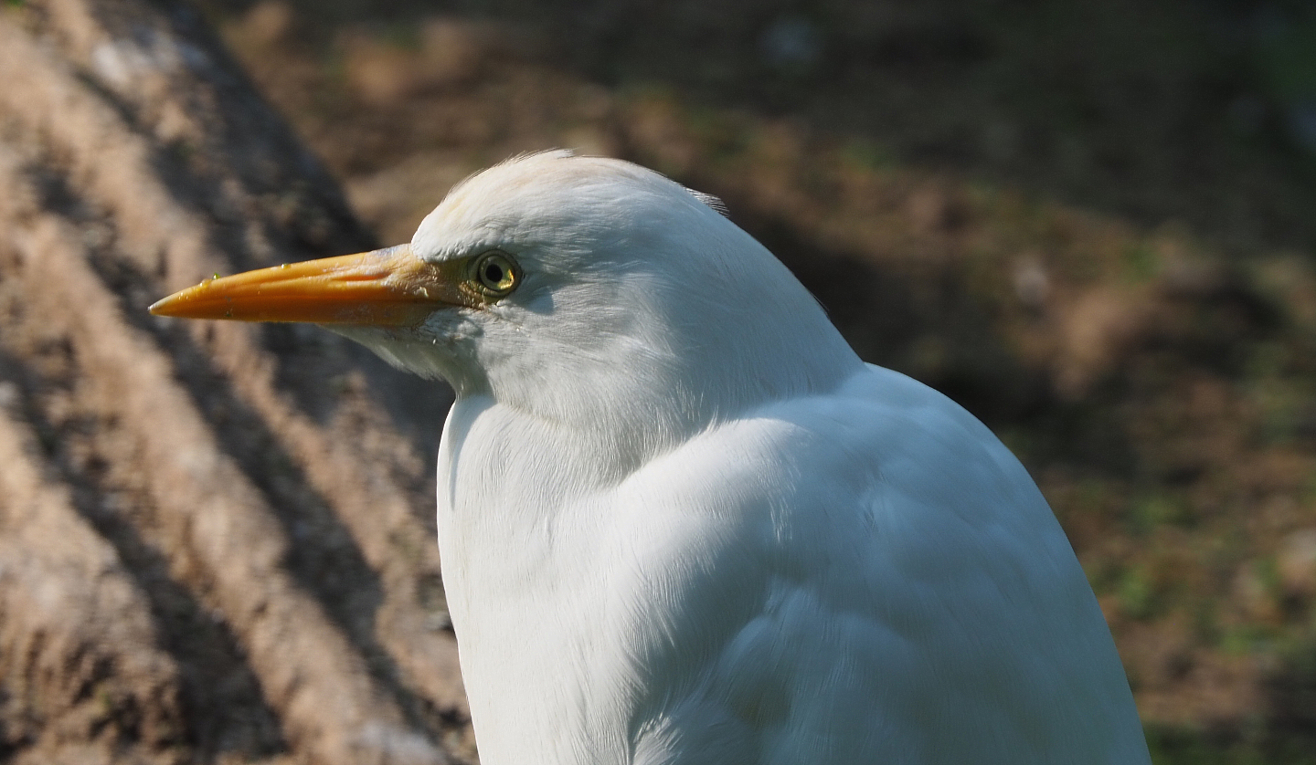 Western cattle egret (Bubulcus ibis ibis), 2020-09-16