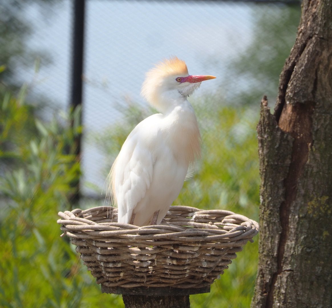 Western cattle egret (Bubulcus ibis ibis), 2022-05-17