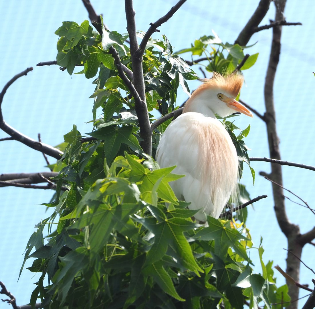 Western cattle egret (Bubulcus ibis ibis), 2022-05-26