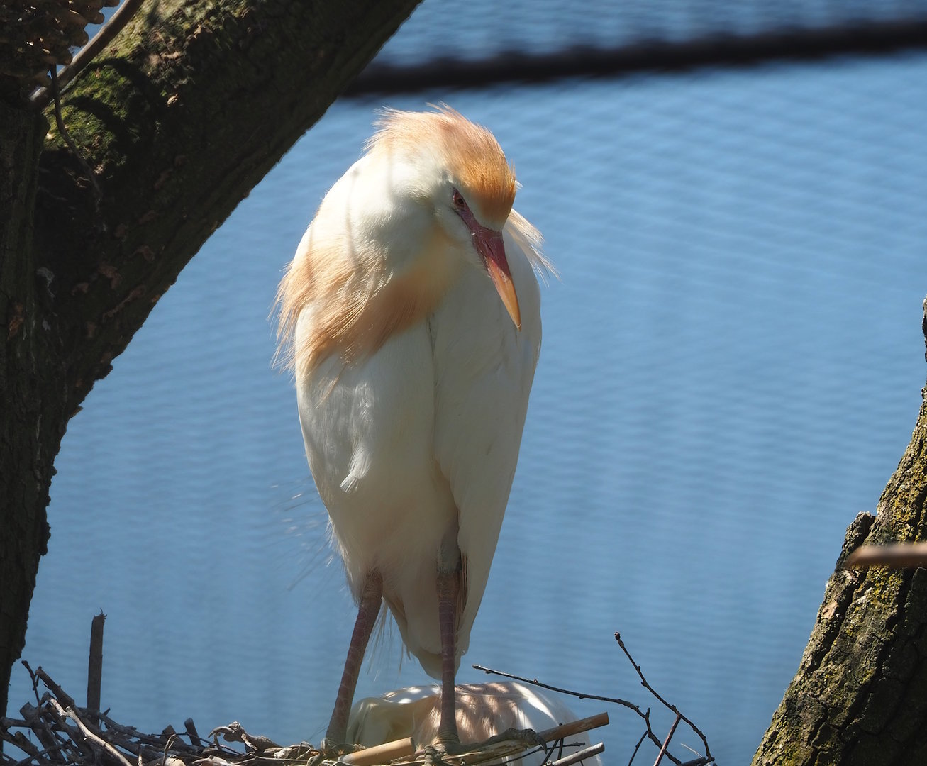 Western cattle egret (Bubulcus ibis ibis), 2023-05-31