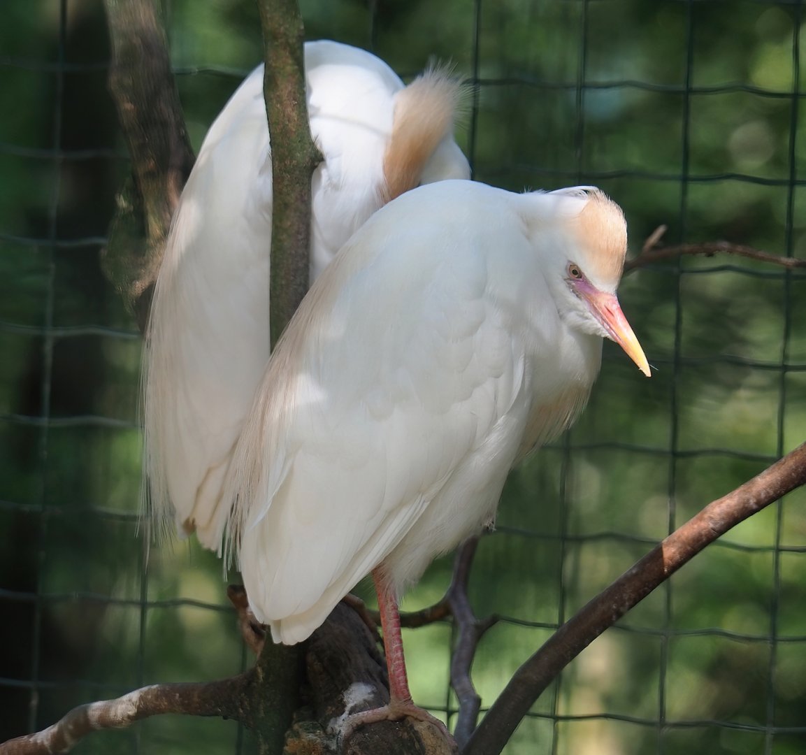 Western cattle egret (Bubulcus ibis ibis), 2023-06-24