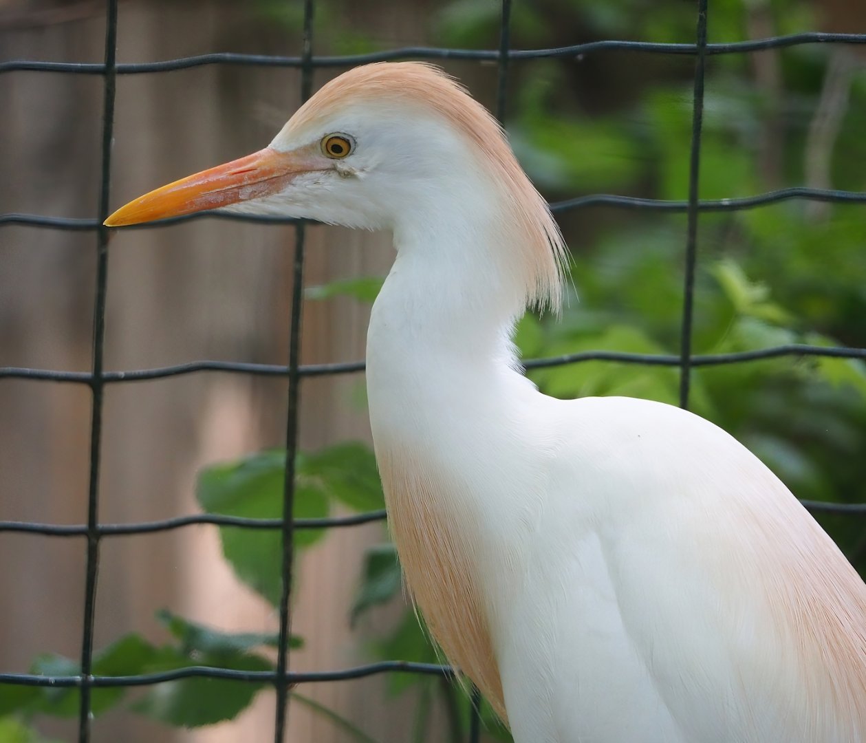 Western cattle egret (Bubulcus ibis ibis), 2023-06-24
