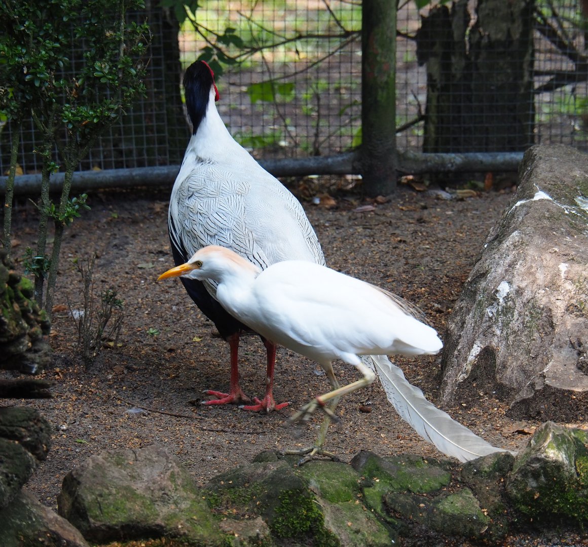 Western cattle egret (Bubulcus ibis ibis) and Silver pheasant rooster (Lophura nycthemera jonesi), 2019-08-04