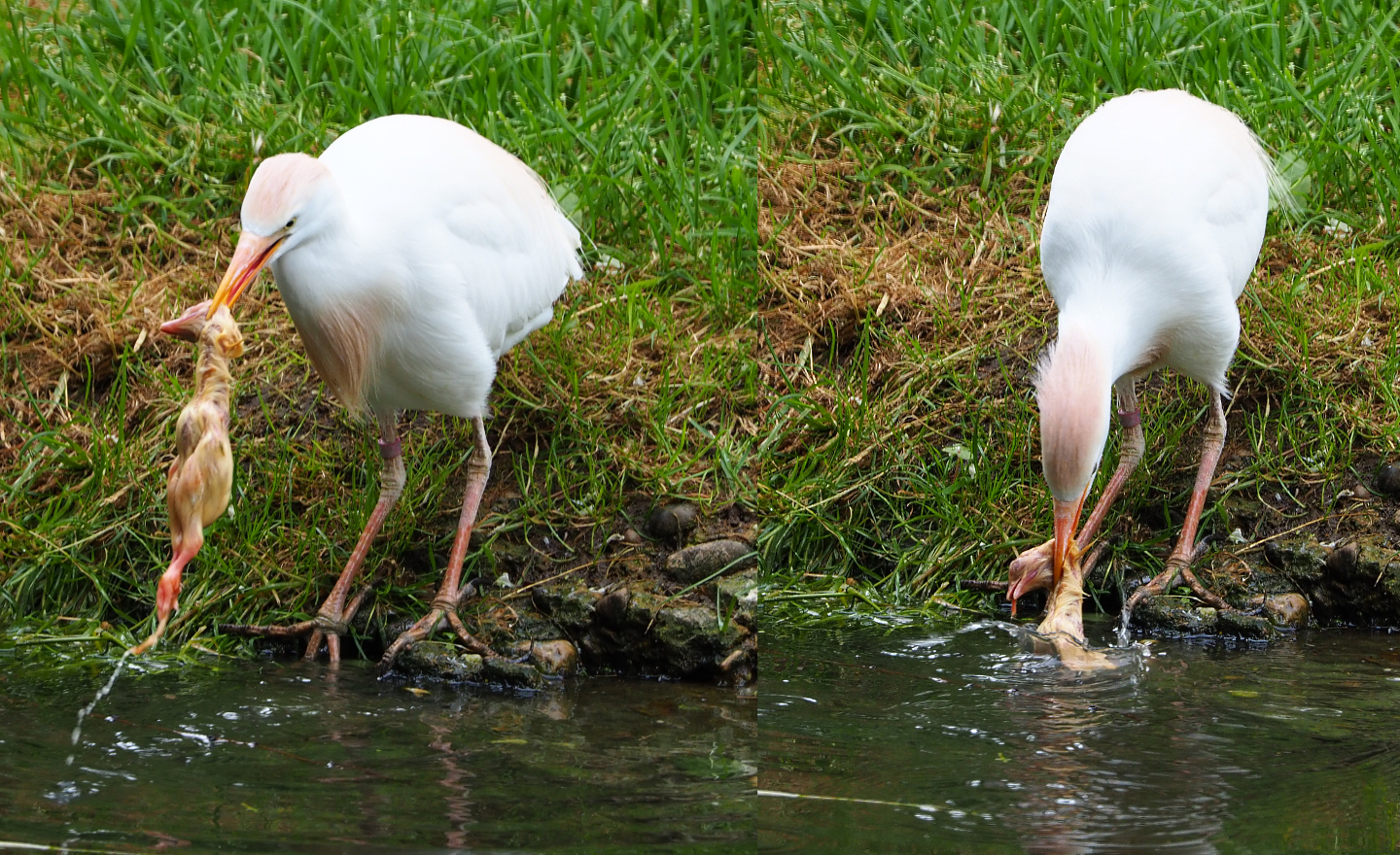 Western Cattle egret (Bubulcus ibis ibis) dipping and eating a one-day chick, 2020-05-23