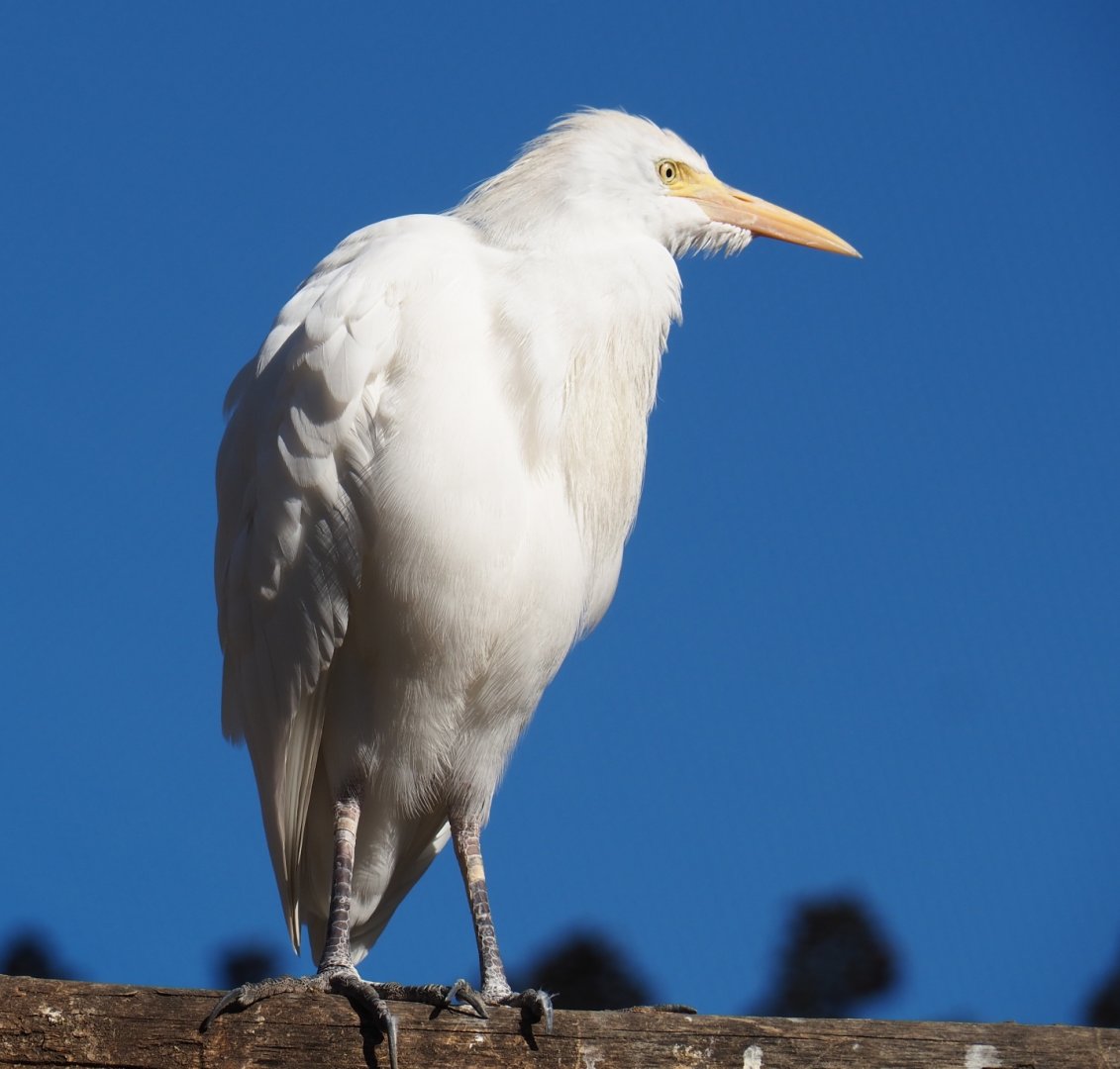 Western cattle egret (Bubulcus ibis ibis), Feb 27th, 2019