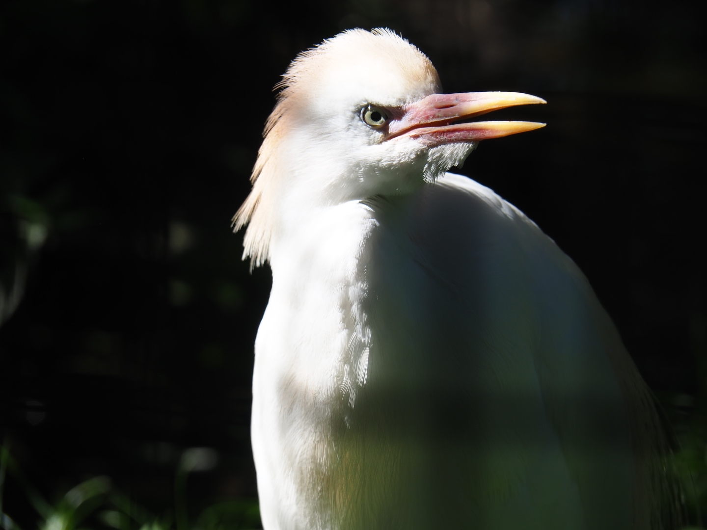 Western cattle egret (Bubulcus ibis ibis), Sep 2nd, 2018