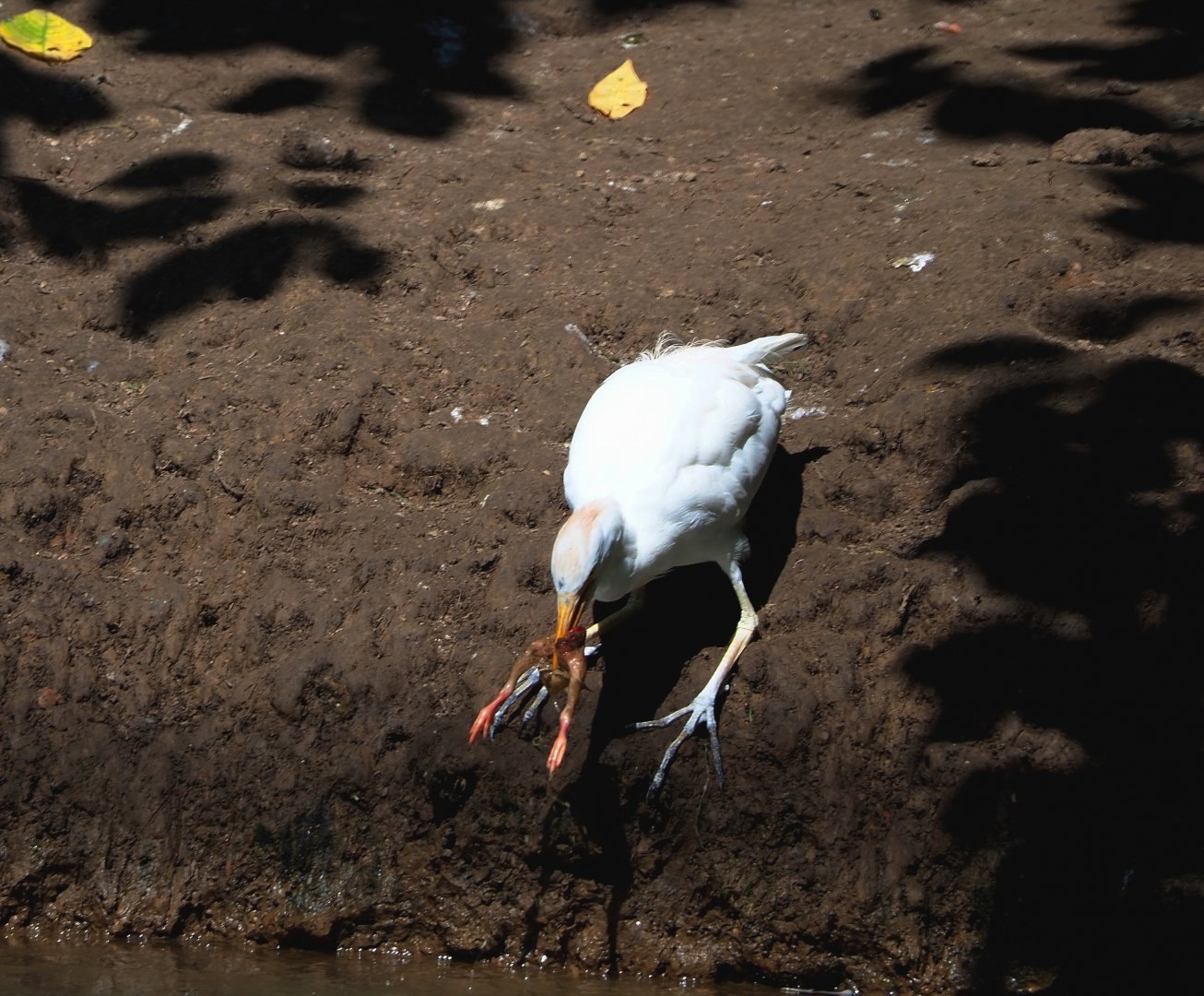 Western cattle egret (Bubulcus ibis ibis) with breakfast, 2021-09-02