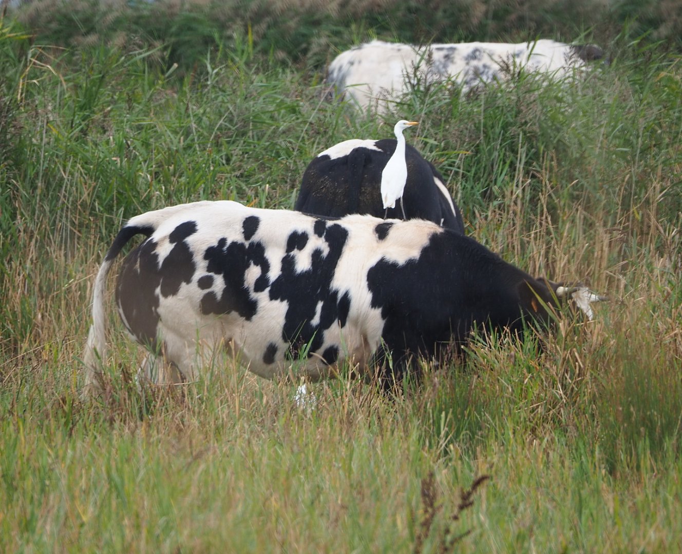 Western cattle egret (Bubulcus ibis) on actual cattle (Bos taurus), 2021-09-14