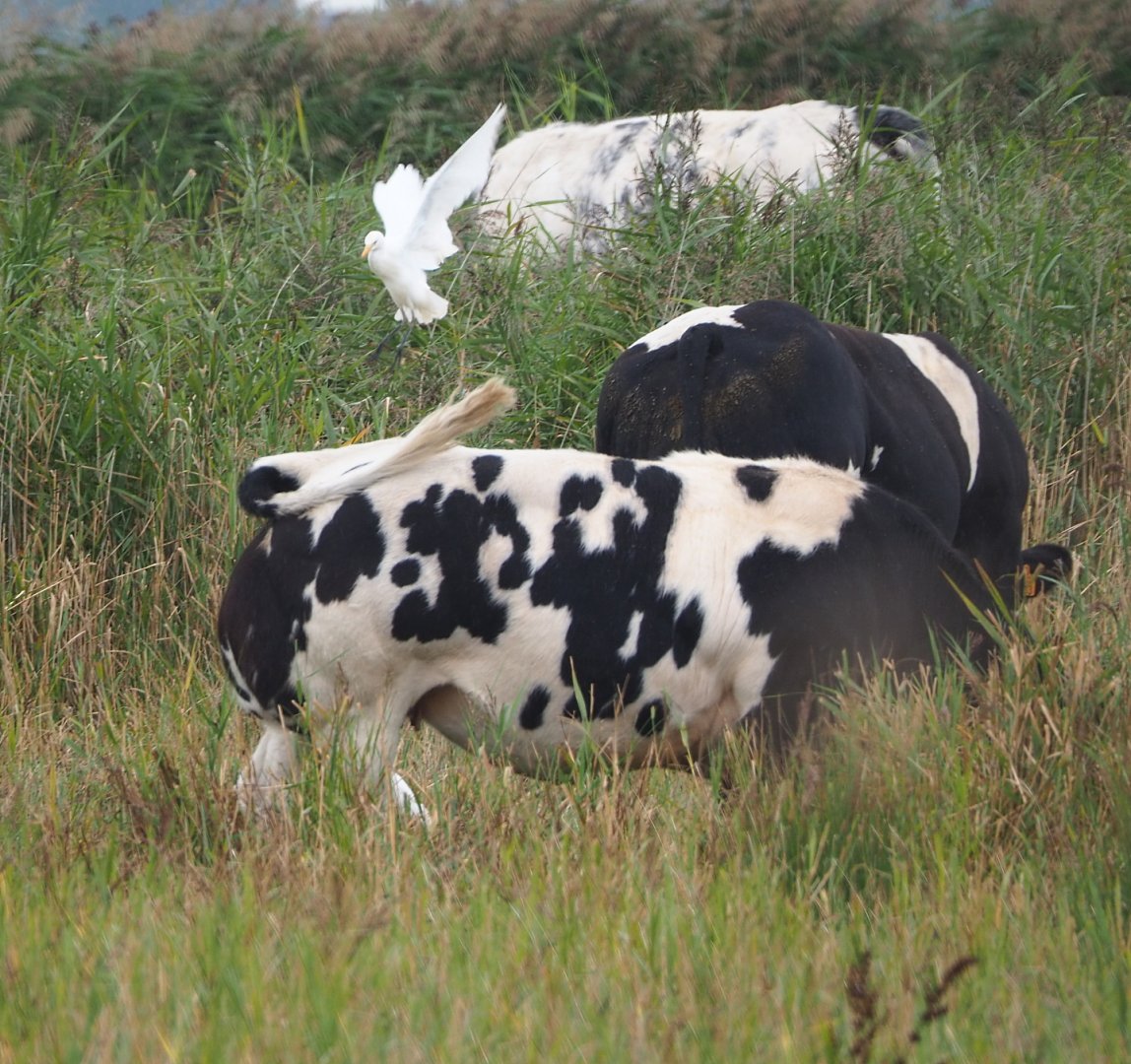Western cattle egret (Bubulcus ibis) on actual cattle (Bos taurus), 2021-09-14