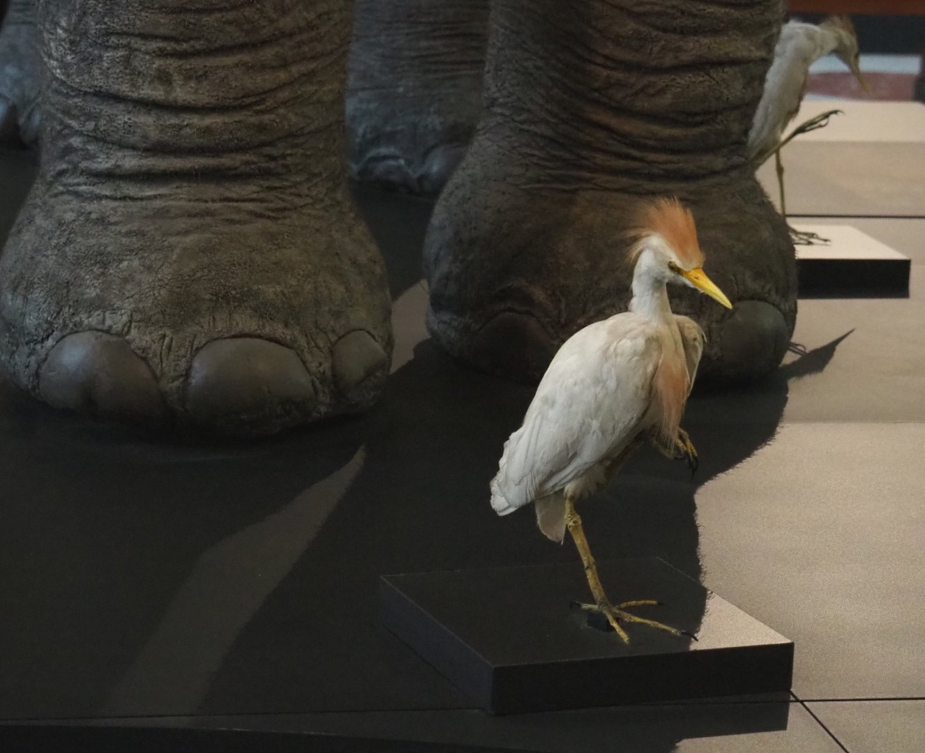 Western cattle egret (Bubulcus ibis) specimen, 2021-10-20
