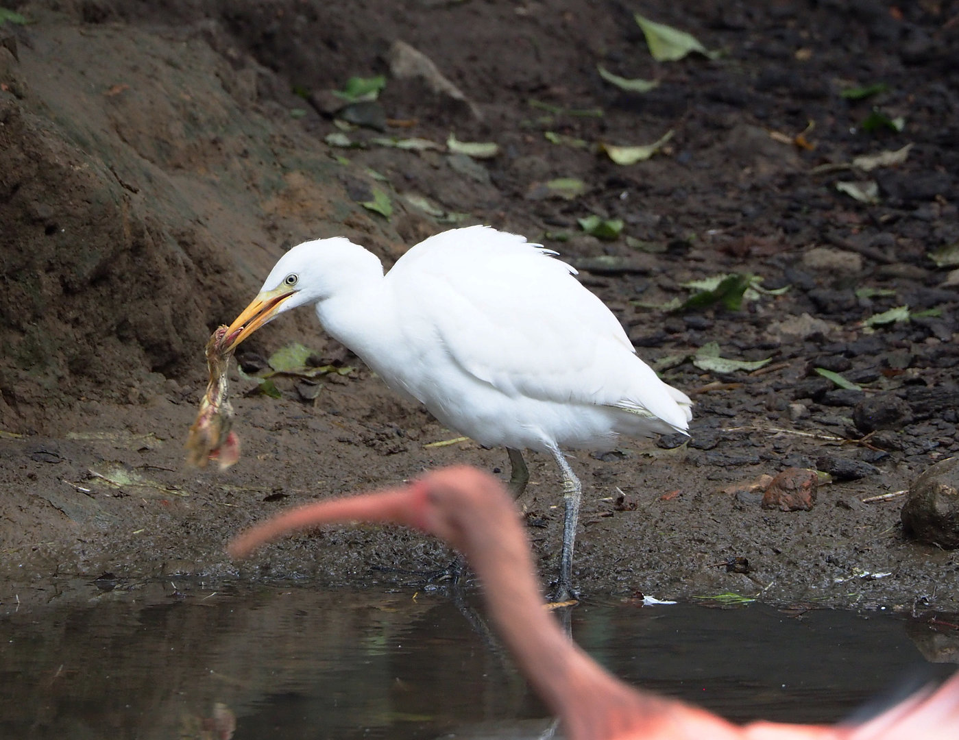 Western cattle egret (Bubulcus ibis) with food, 2022-09-15
