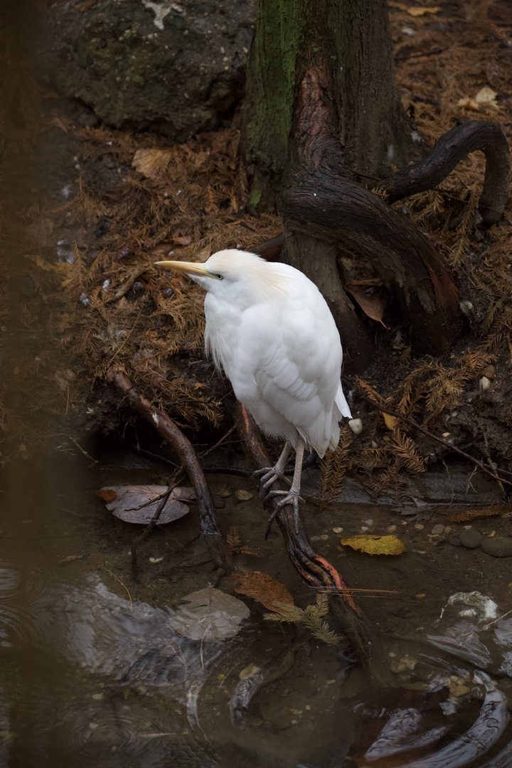 Western cattle egret/ Bubulcus ibis