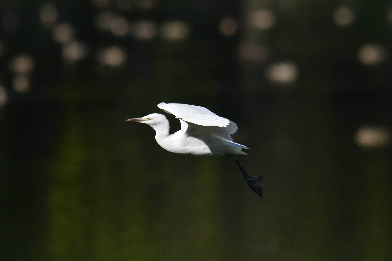 Western Cattle Egret Bubulcus ibis