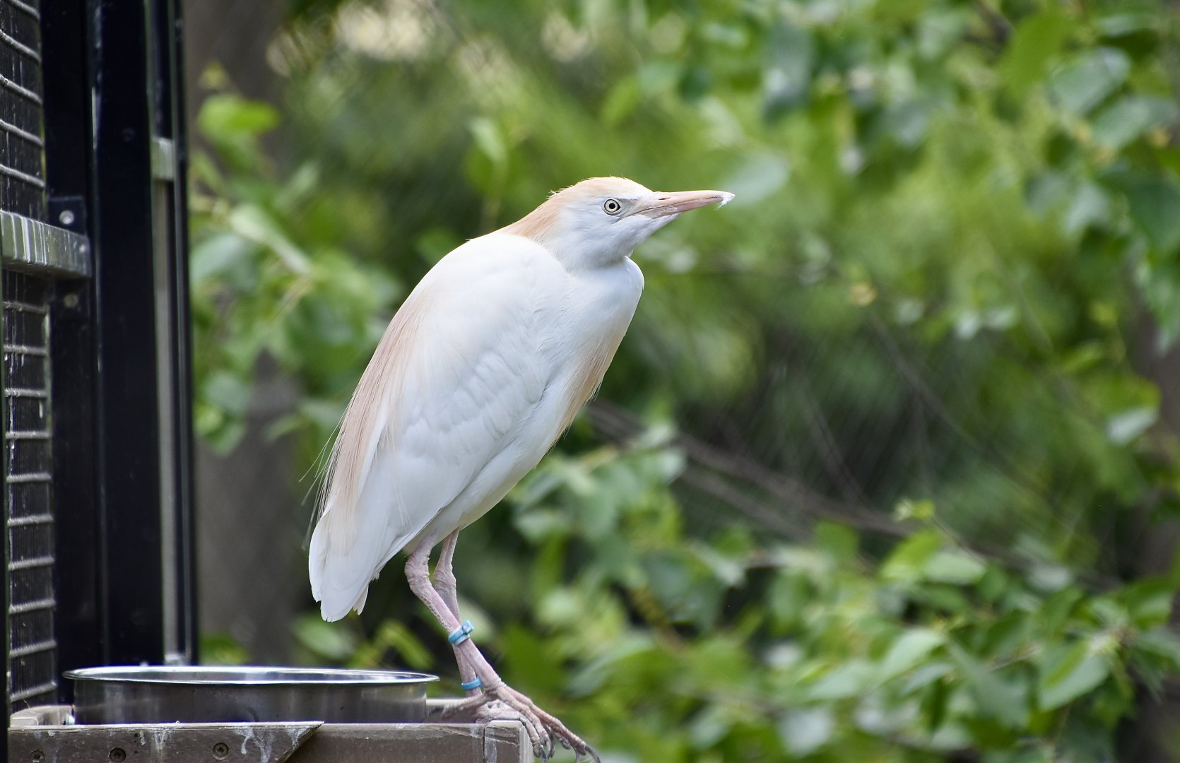Western Cattle Egret (Bubulcus ibis)