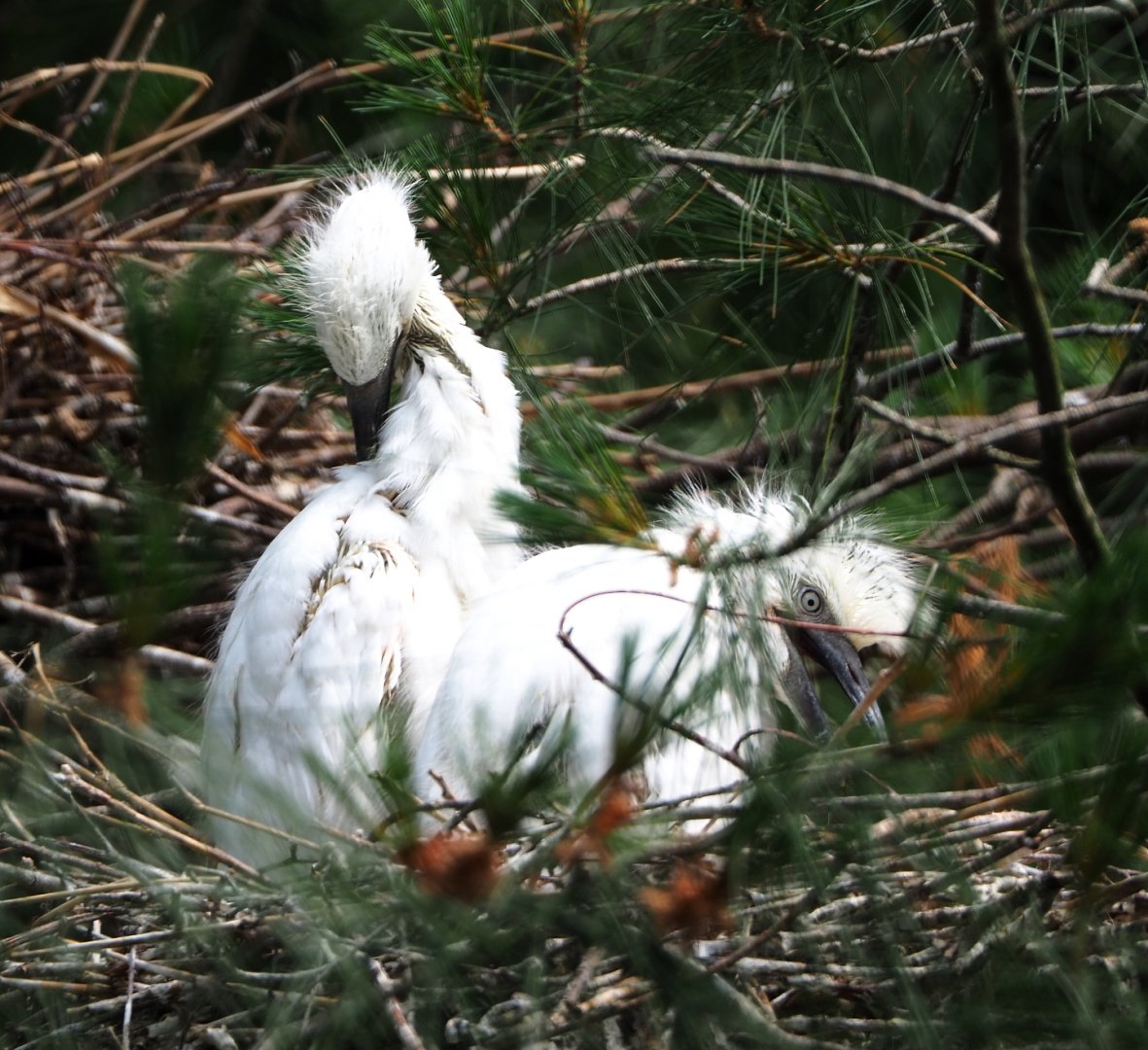 Western cattle egret chicks (Bubulcus ibis ibis), 2021-06-15