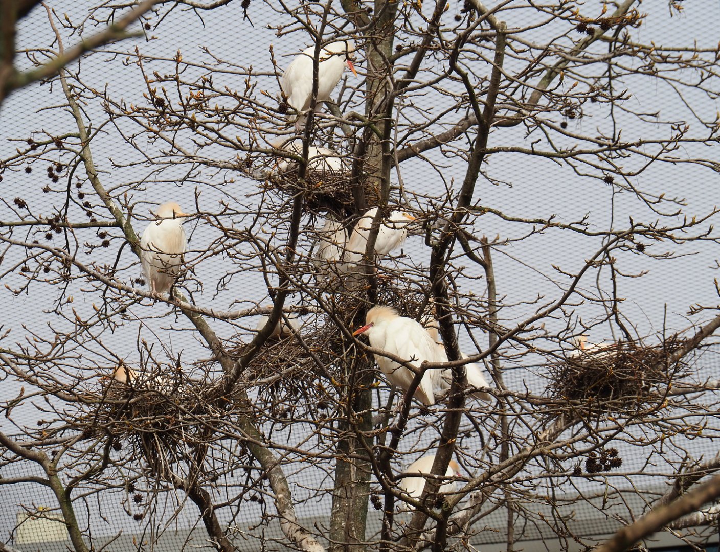 Western cattle egret nests, 2022-03-16