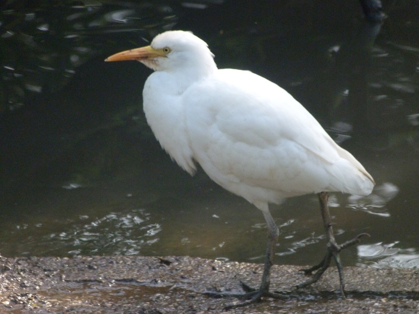 Western cattle egret -Zoo de Santillana del Mar (2024)