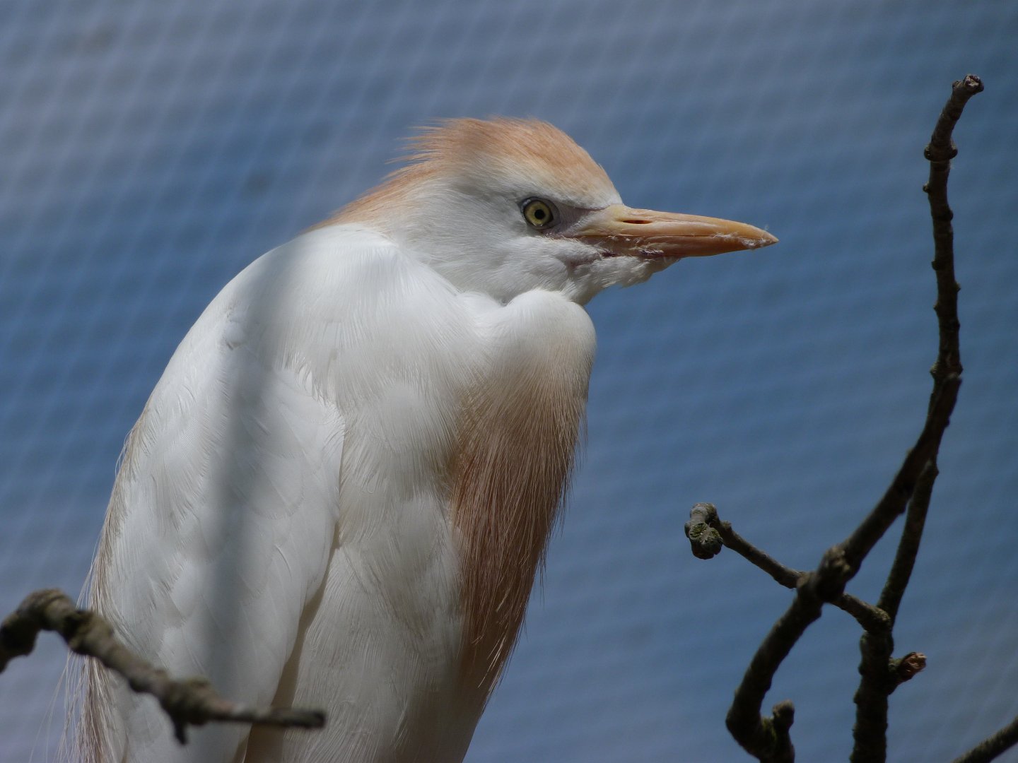 Western cattle egret -Zoodyssée (2025)