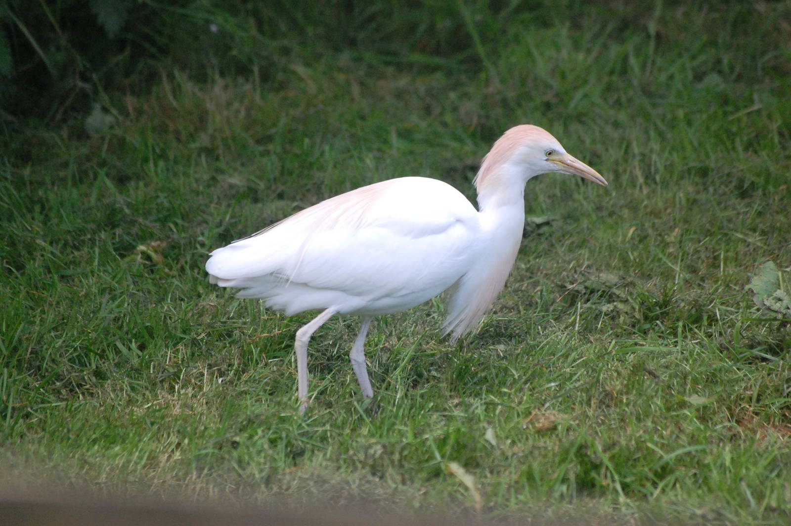 Western cattle egret