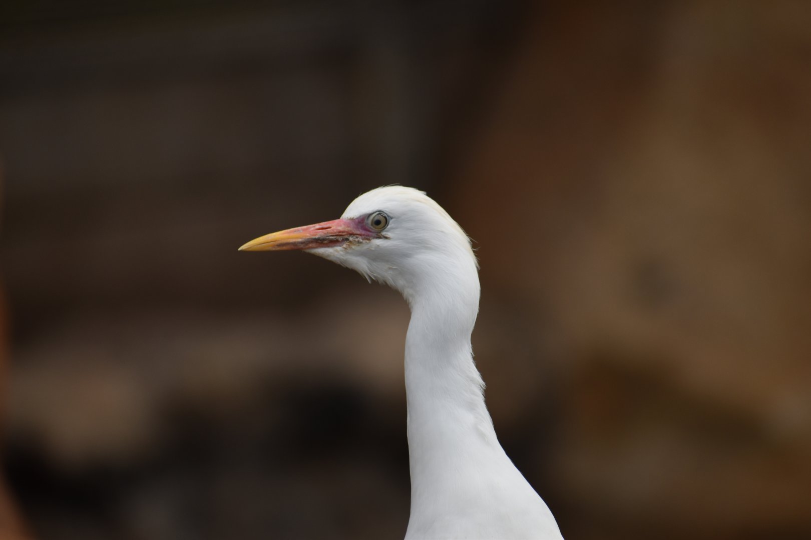 Western cattle egret