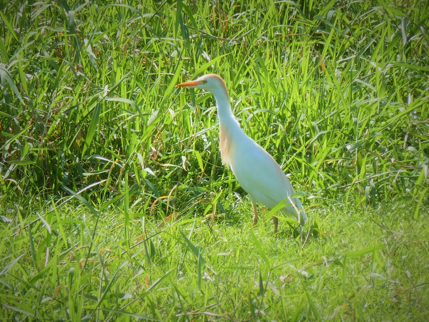 Western Cattle Egret