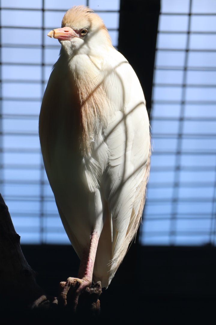 Western Cattle Egret