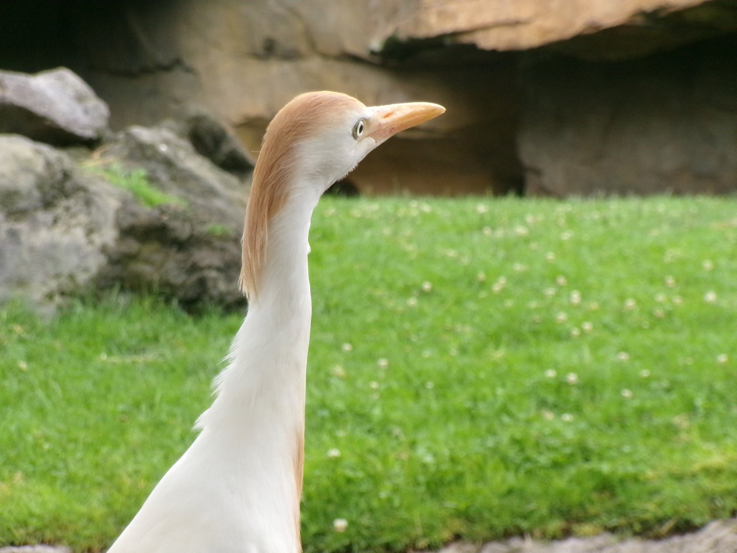 Western cattle egret