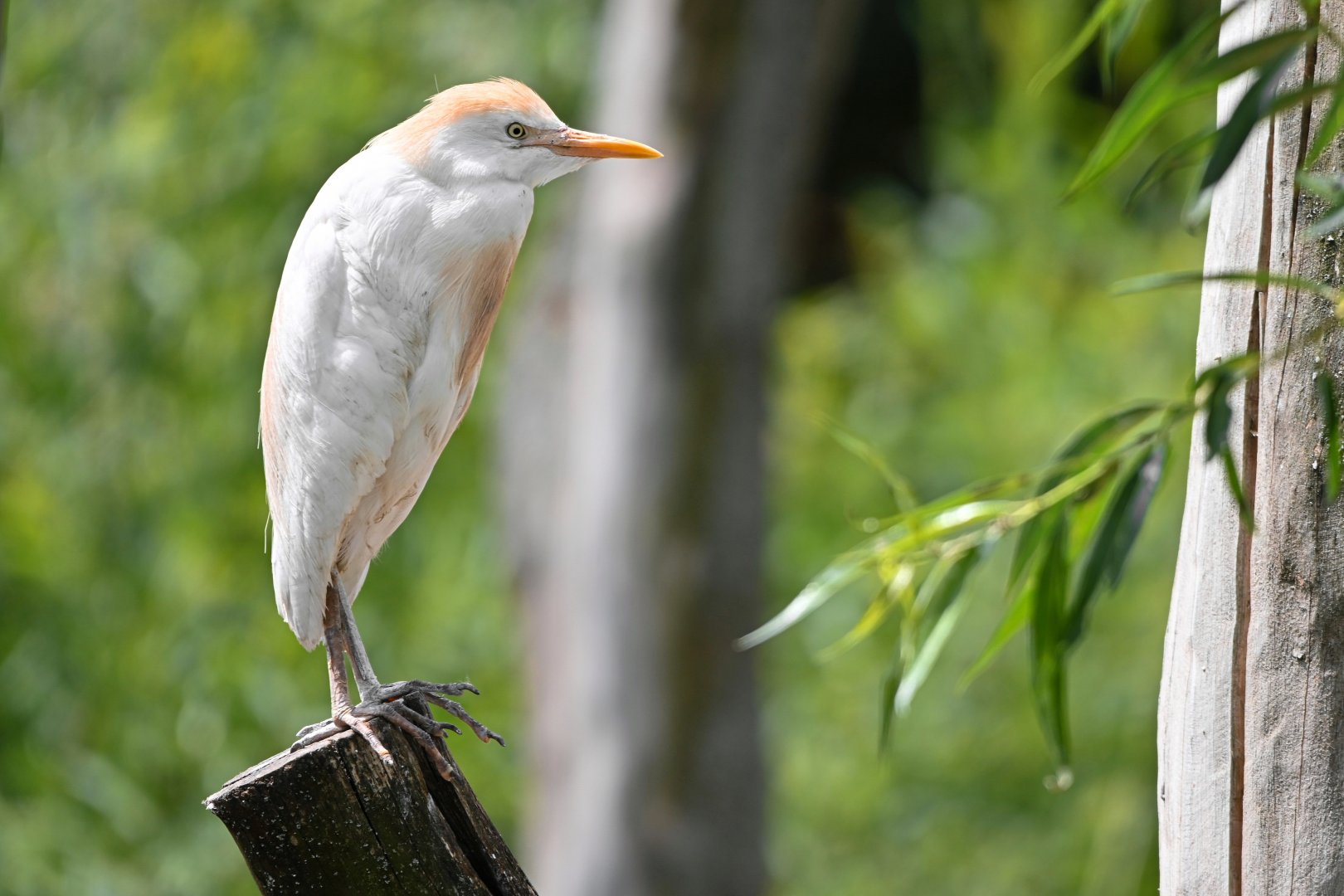 Western cattle egret
