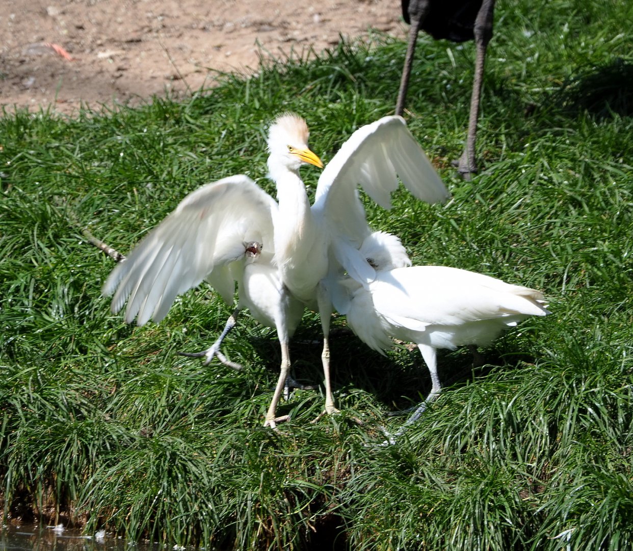 Western cattle egrets (Bubulcus ibis ibis), 2021-09-02