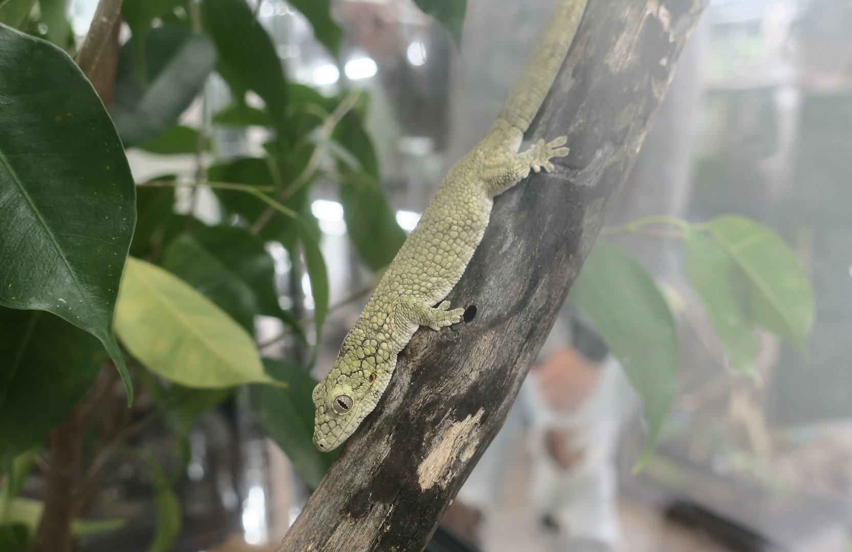 Western Chameleon Gecko (Eurydactylodes occidentalis) - The Gecko Gallery NYC